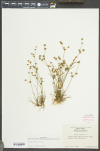 Juncus debilis image