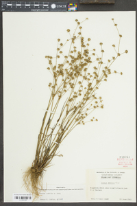 Juncus debilis image