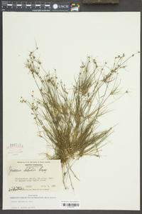 Juncus debilis image