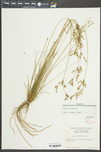 Juncus dichotomus image