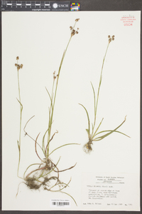 Luzula bulbosa image