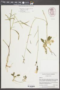 Lobelia batsonii image