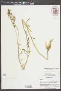 Lobelia batsonii image