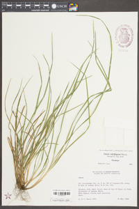 Carex calcifugens image