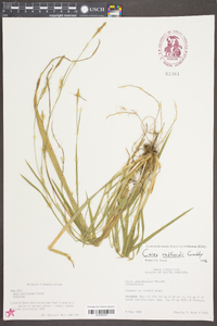 Carex radfordii image