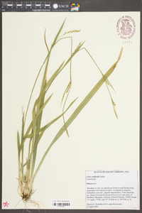 Carex radfordii image