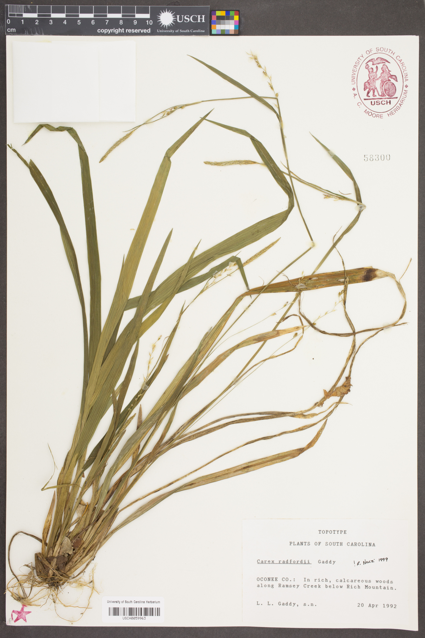 Carex radfordii image