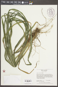 Carex radfordii image