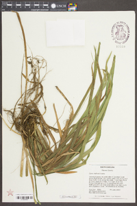 Carex radfordii image