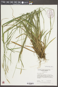 Carex radfordii image