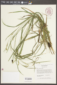 Carex radfordii image