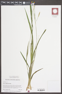 Carex radfordii image