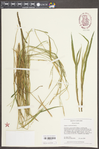 Carex radfordii image