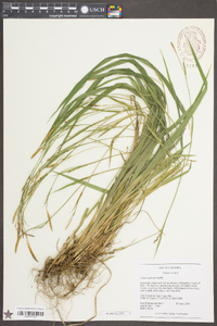 Carex radfordii image