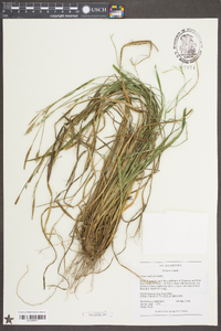 Carex radfordii image