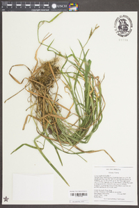 Carex radfordii image