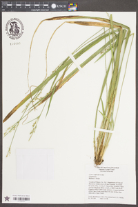 Carex radfordii image