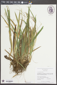 Carex radfordii image