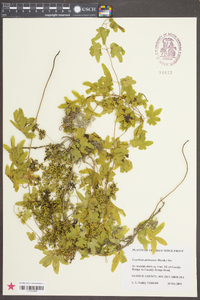 Lygodium palmatum image