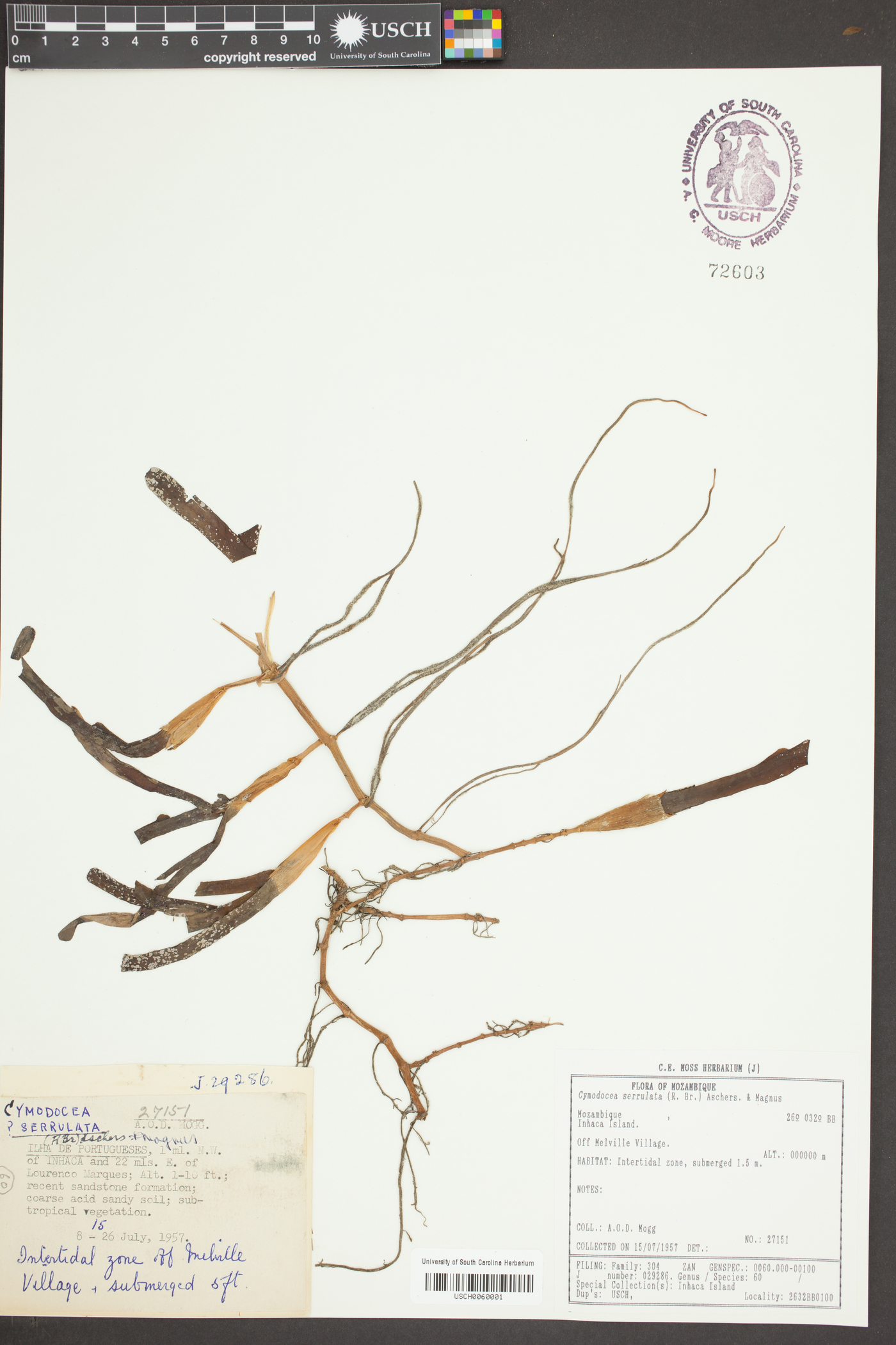 Cymodocea serrulata image