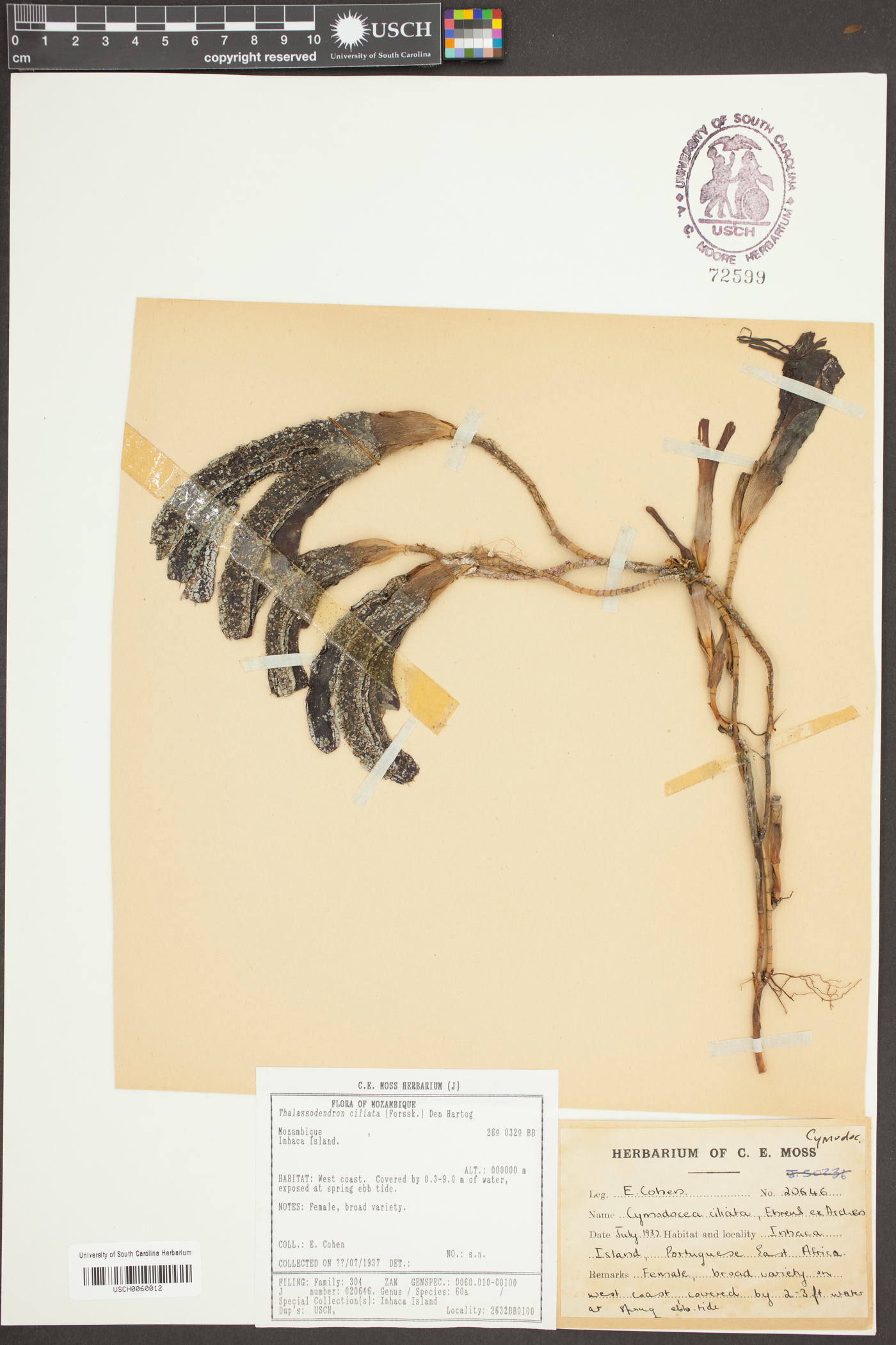Thalassodendron image