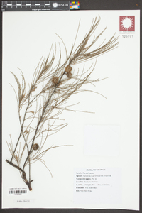 Casuarina equisetifolia image