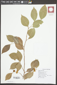 Ficus microcarpa image