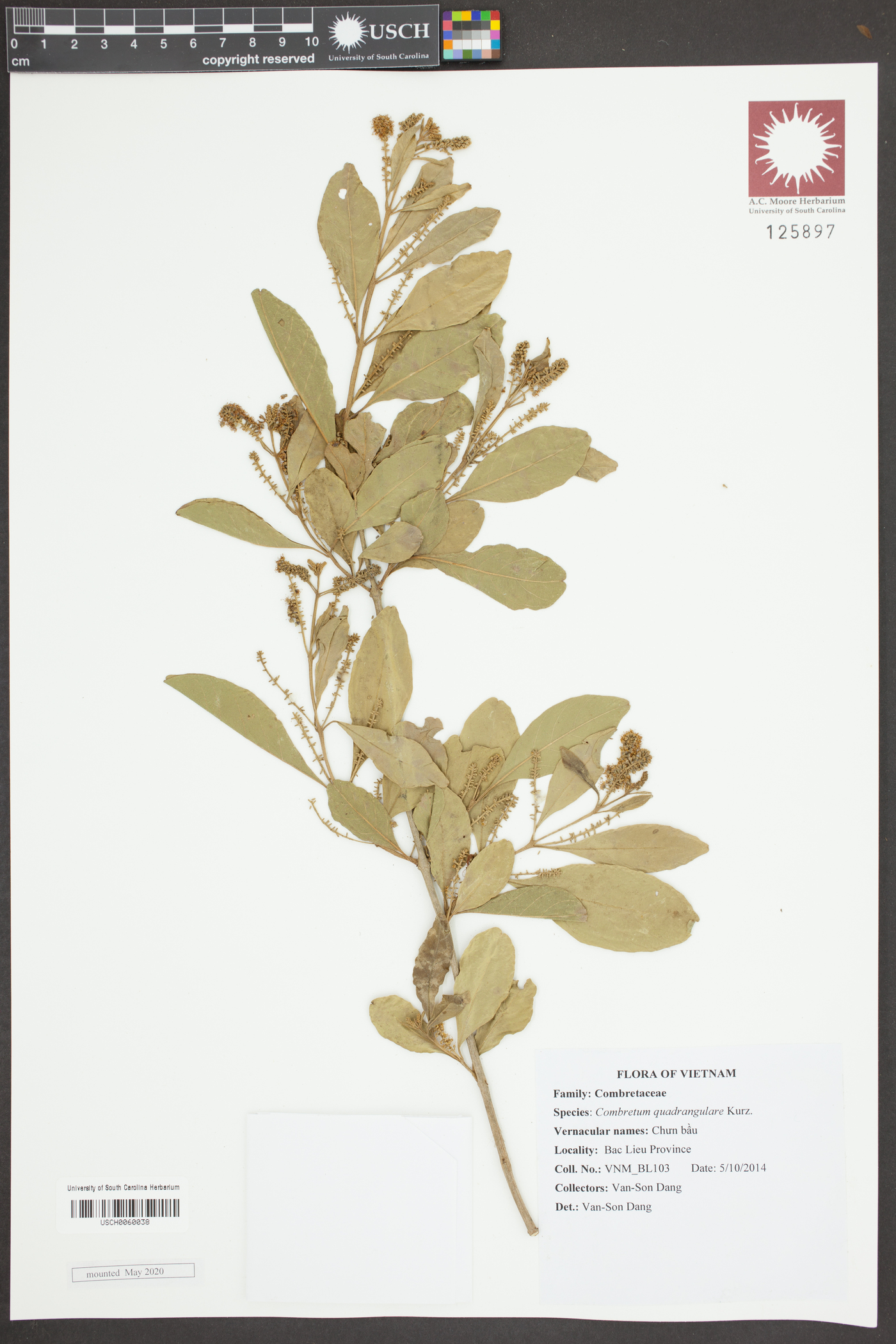 Combretum quadrangulare image