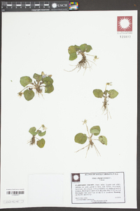 Viola primulifolia image