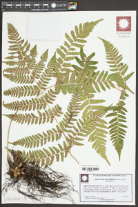 Dryopteris erythrosora image