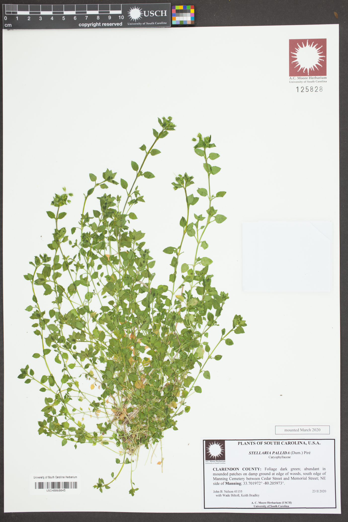 Stellaria pallida image