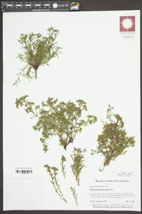 Polypremum procumbens image