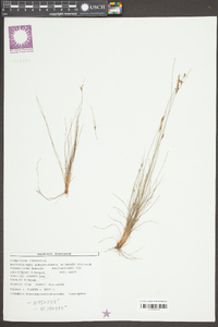 Bulbostylis ciliatifolia image