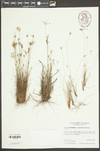 Bulbostylis ciliatifolia var. coarctata image