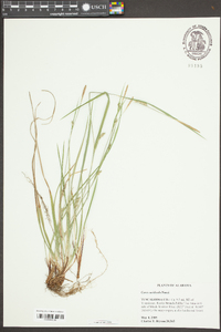 Carex acidicola image