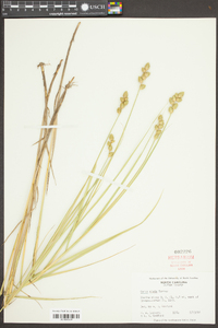 Carex alata image