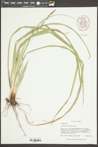 Carex baltzellii image