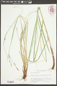 Carex biltmoreana image