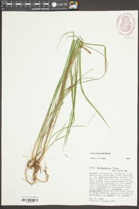 Carex brysonii image