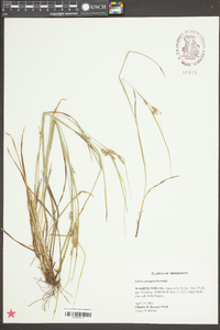 Carex corrugata image