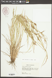 Carex corrugata image