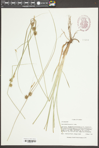 Carex elliottii image