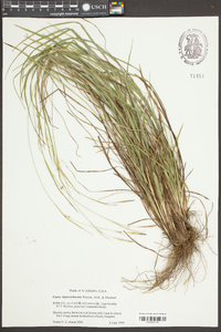 Carex impressinervia image