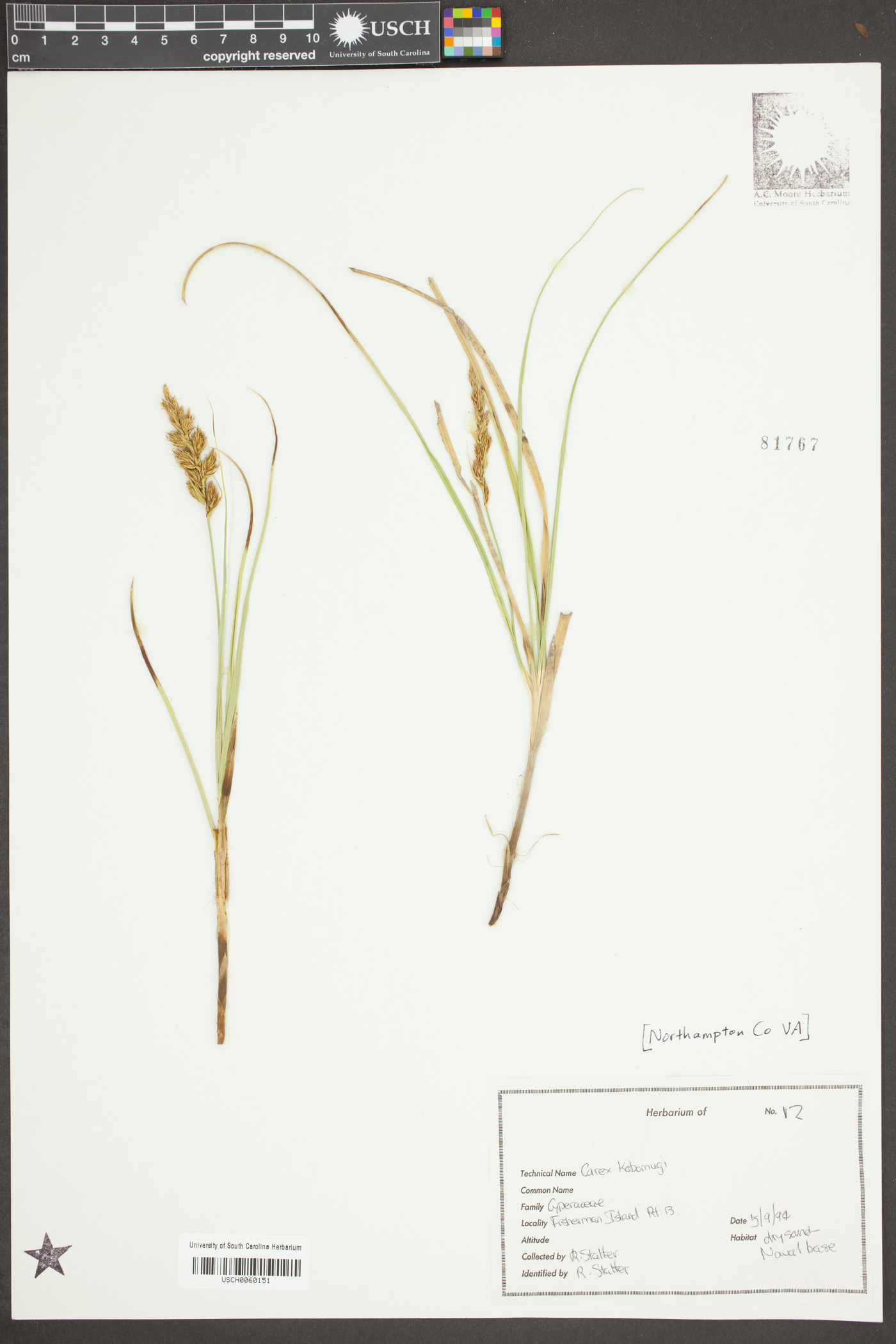 Carex kobomugi image