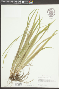 Carex leptonervia image