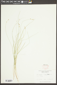 Carex muricata var. angustata image