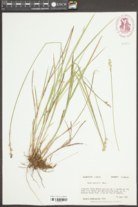 Carex normalis image