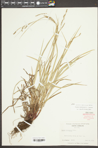 Carex virescens image