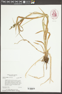 Carex scabrata image