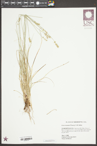 Carex texensis image